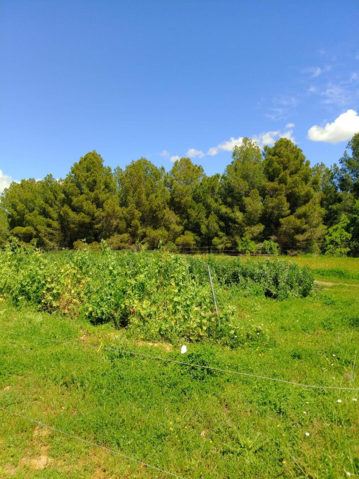 Apartment With Private Pool And Garden San Martin Sarroca Luaran gambar